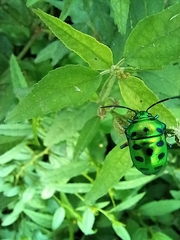 Chrysocoris stollii