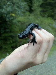 Salamandra atra