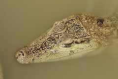 Caiman crocodilus