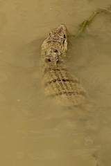 Caiman crocodilus