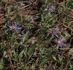Eurybia spectabilis