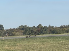 Meleagris gallopavo silvestris