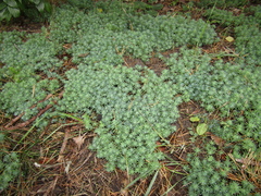 Sedum pallidum