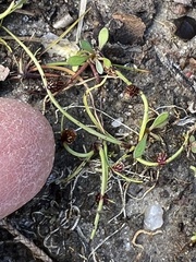 Cyperus subsquarrosus