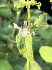 Stachys rigida