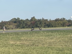 Meleagris gallopavo silvestris