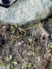 Cyperus subsquarrosus