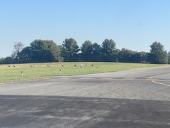 Meleagris gallopavo silvestris