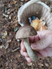 Leccinum variicolor
