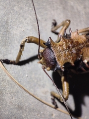 Enyaliopsis