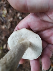 Leccinum variicolor