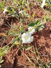 Thunbergia