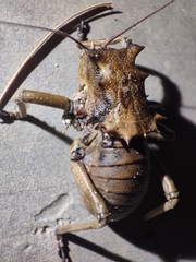 Enyaliopsis
