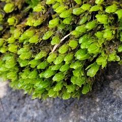 Encalypta streptocarpa