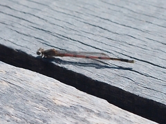 Oxyagrion terminale