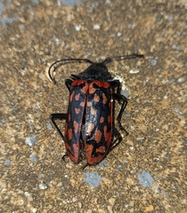 Poecilopeplus haemopterus