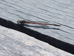 Oxyagrion terminale