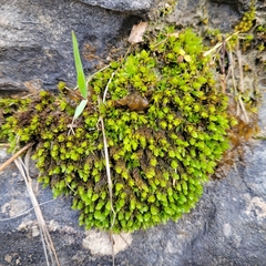 Encalypta streptocarpa