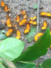 Tegosa