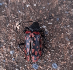 Poecilopeplus haemopterus