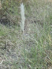 Bothriochloa laguroides
