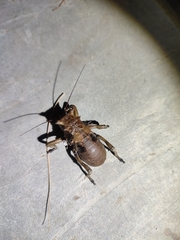 Enyaliopsis