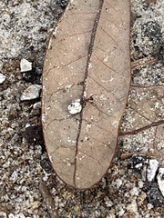 Pheidole
