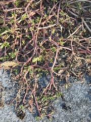 Portulaca oleracea