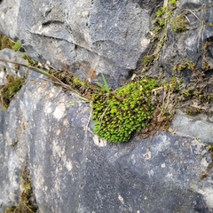 Encalypta streptocarpa