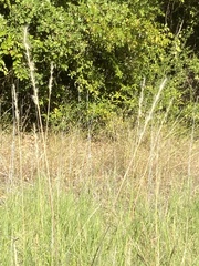 Bothriochloa laguroides