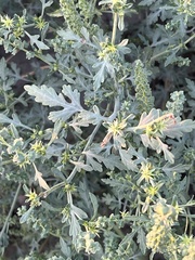 Ambrosia acanthicarpa