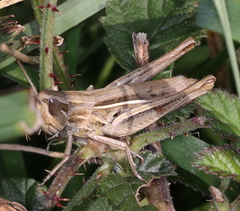 Euchorthippus elegantulus