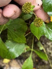 Rudbeckia laciniata