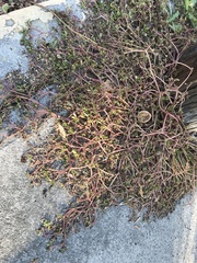 Portulaca oleracea