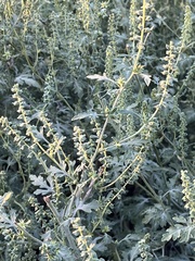 Ambrosia acanthicarpa