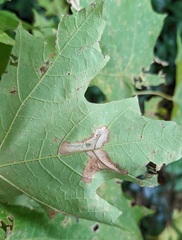 Cameraria saccharella