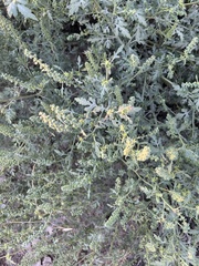 Ambrosia acanthicarpa