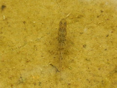 Perccottus glenii