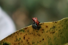 Ranitomeya reticulata