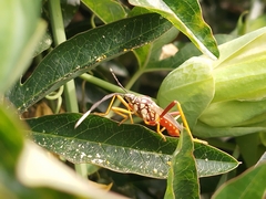 Holhymenia histrio