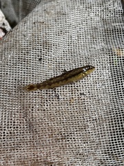 Percina nigrofasciata