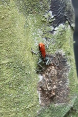 Ranitomeya reticulata