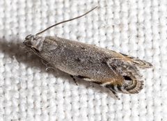 Battaristis concinnusella