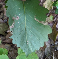 Coptotriche castaneaeella