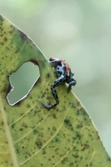 Ranitomeya reticulata