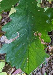 Coptotriche castaneaeella