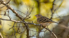 Ammodramus savannarum