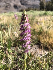 Pedicularis attollens
