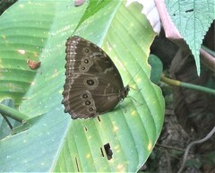 Morpho