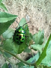 Chrysocoris stollii